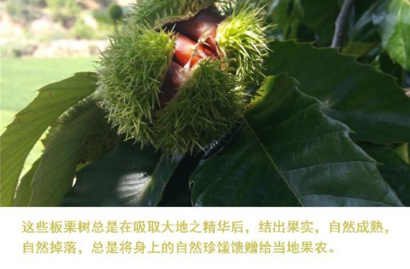 一件代发现剥板栗米生板栗米红板栗米红野生小毛栗现货