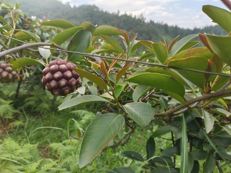 湖南特产黑老虎布福娜上市了基地直发价格美丽品质保障欢迎选购