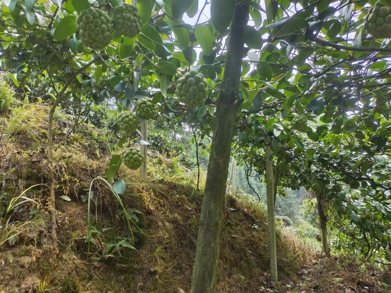 湖南特产黑老虎布福娜上市了基地直发价格美丽品质保障欢迎选购
