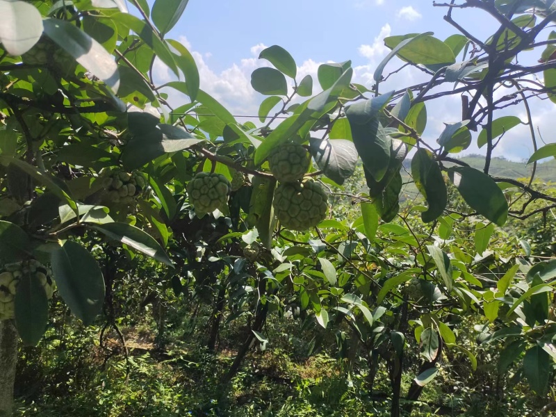 湖南特产黑老虎布福娜上市了基地直发价格美丽品质保障欢迎选购