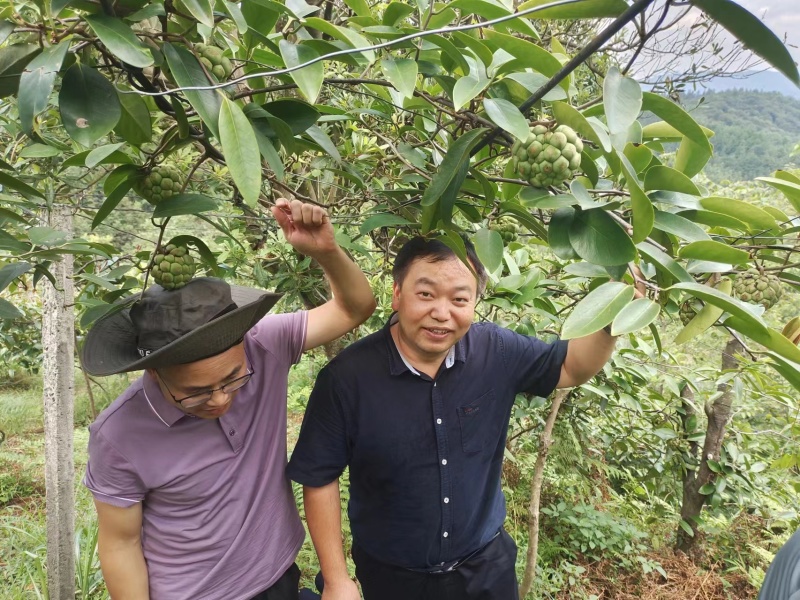 湖南特产黑老虎布福娜上市了基地直发价格美丽品质保障欢迎选购