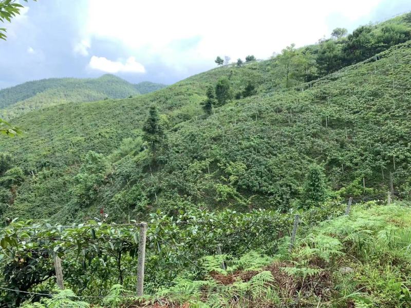 湖南特产黑老虎布福娜上市了基地直发价格美丽品质保障欢迎选购