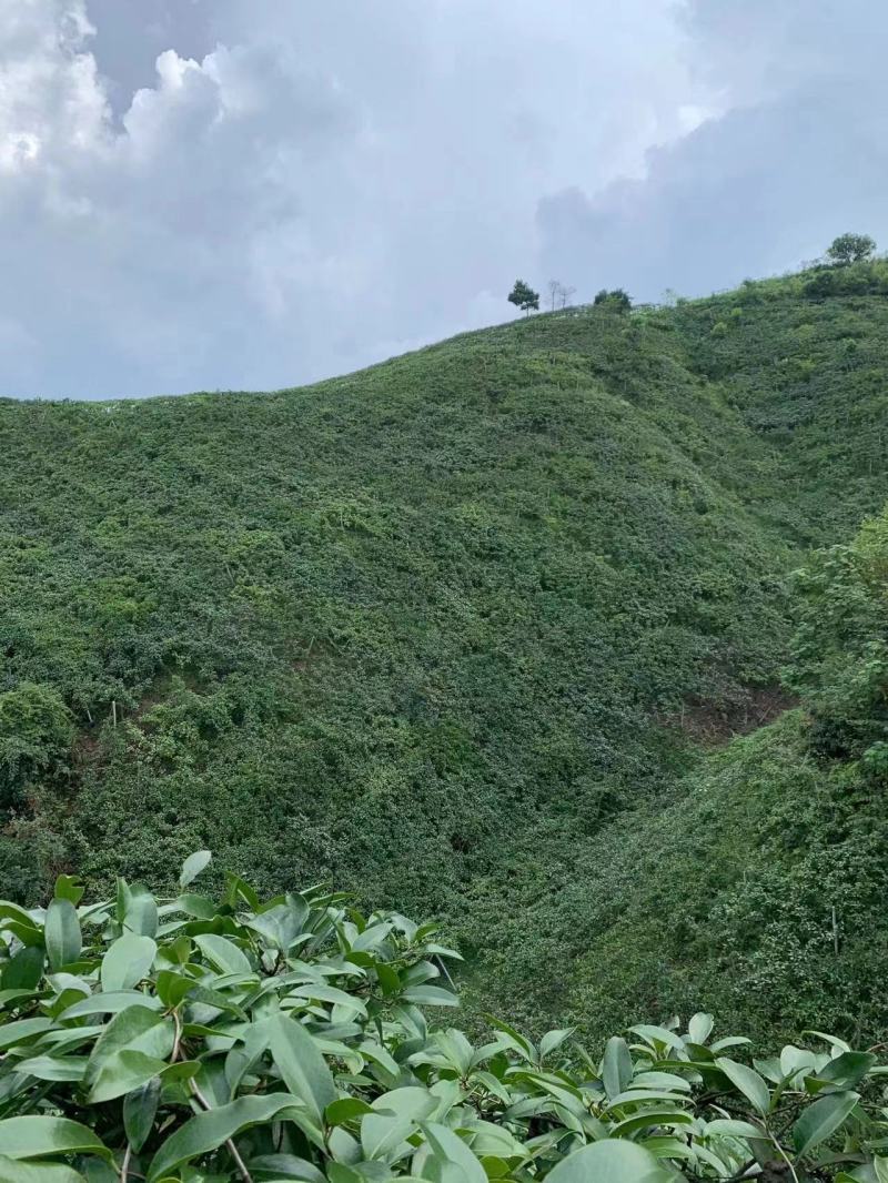 湖南特产黑老虎布福娜上市了基地直发价格美丽品质保障欢迎选购