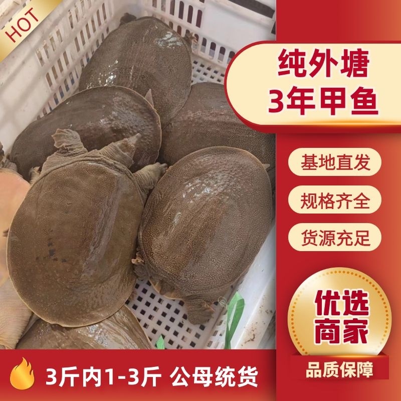 纯外塘3年甲鱼，3斤内（1-3斤），公母统货，包塘打包价