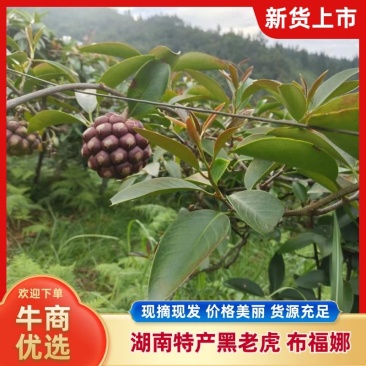 湖南特产黑老虎布福娜上市了基地直发价格美丽品质保障欢迎选购