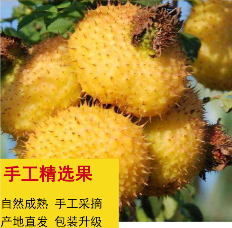 新鲜刺梨鲜果泡酒贵州特产野生刺梨VC鲜果现摘现发
