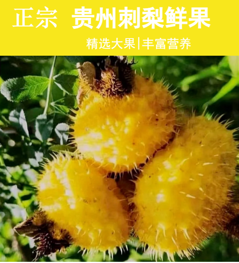 新鲜刺梨鲜果泡酒贵州特产野生刺梨VC鲜果现摘现发