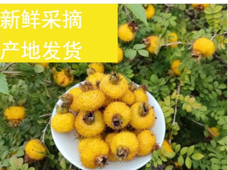 新鲜刺梨鲜果泡酒贵州特产野生刺梨VC鲜果现摘现发