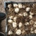 【推荐】辽宁朝阳百合种球种植基地一手货源价格稳定全国供货