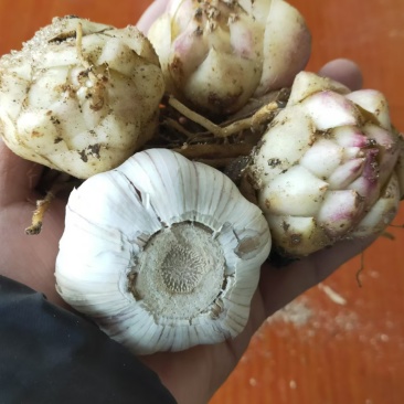 【推荐】辽宁朝阳百合种球种植基地一手货源价格稳定全国供货