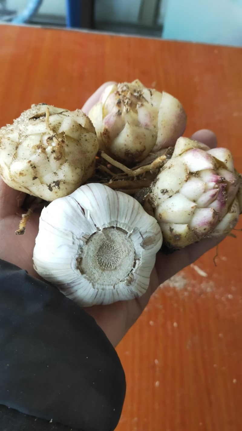 【推荐】辽宁朝阳百合种球种植基地一手货源价格稳定全国供货
