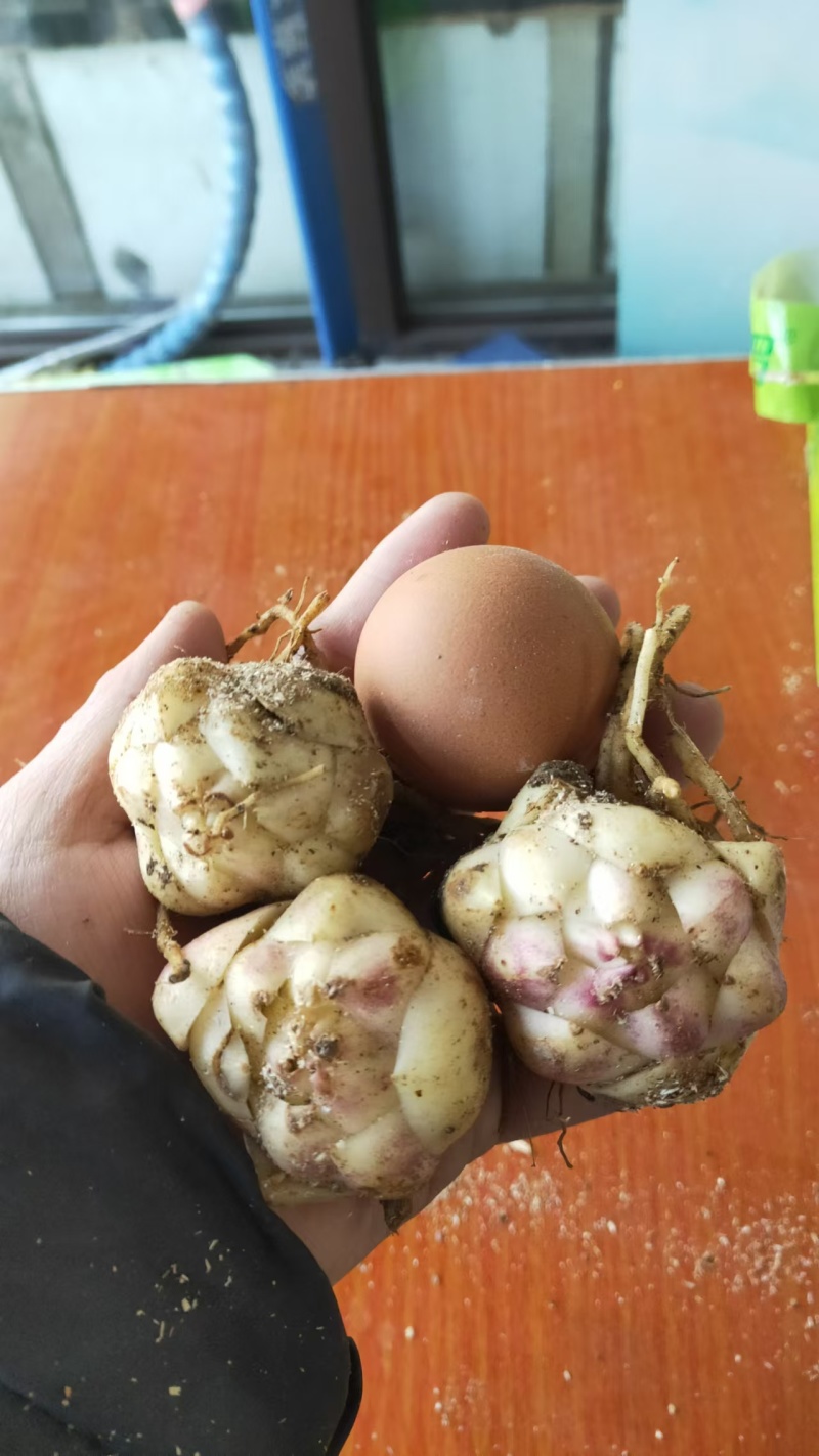 【推荐】辽宁朝阳百合种球种植基地一手货源价格稳定全国供货