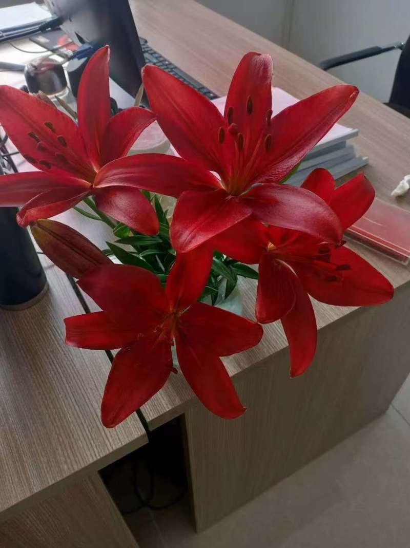 【推荐】辽宁朝阳百合种球种植基地一手货源价格稳定全国供货