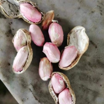 【热卖】鲜花生四粒红白沙等各种鲜花生