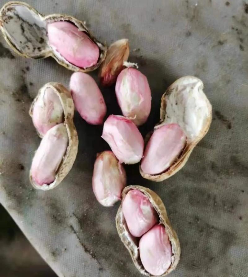 【热卖】鲜花生四粒红白沙等各种鲜花生