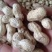 【热卖】鲜花生四粒红白沙等各种鲜花生
