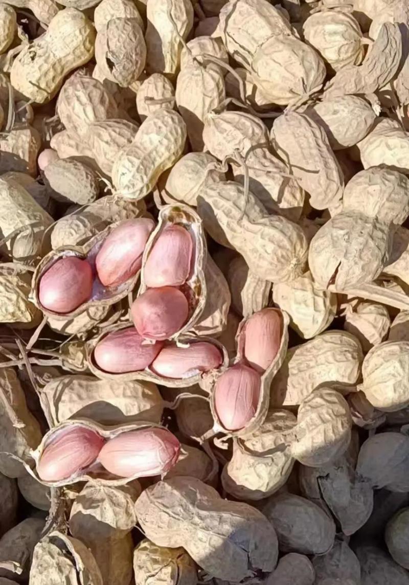 【热卖】鲜花生四粒红白沙等各种鲜花生