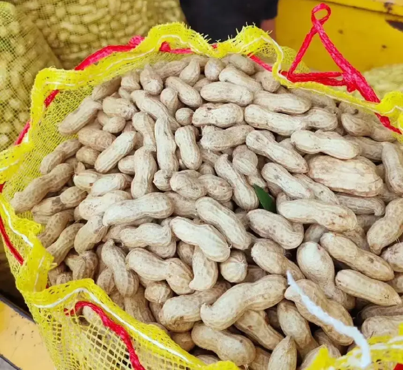 【热卖】鲜花生四粒红白沙等各种鲜花生