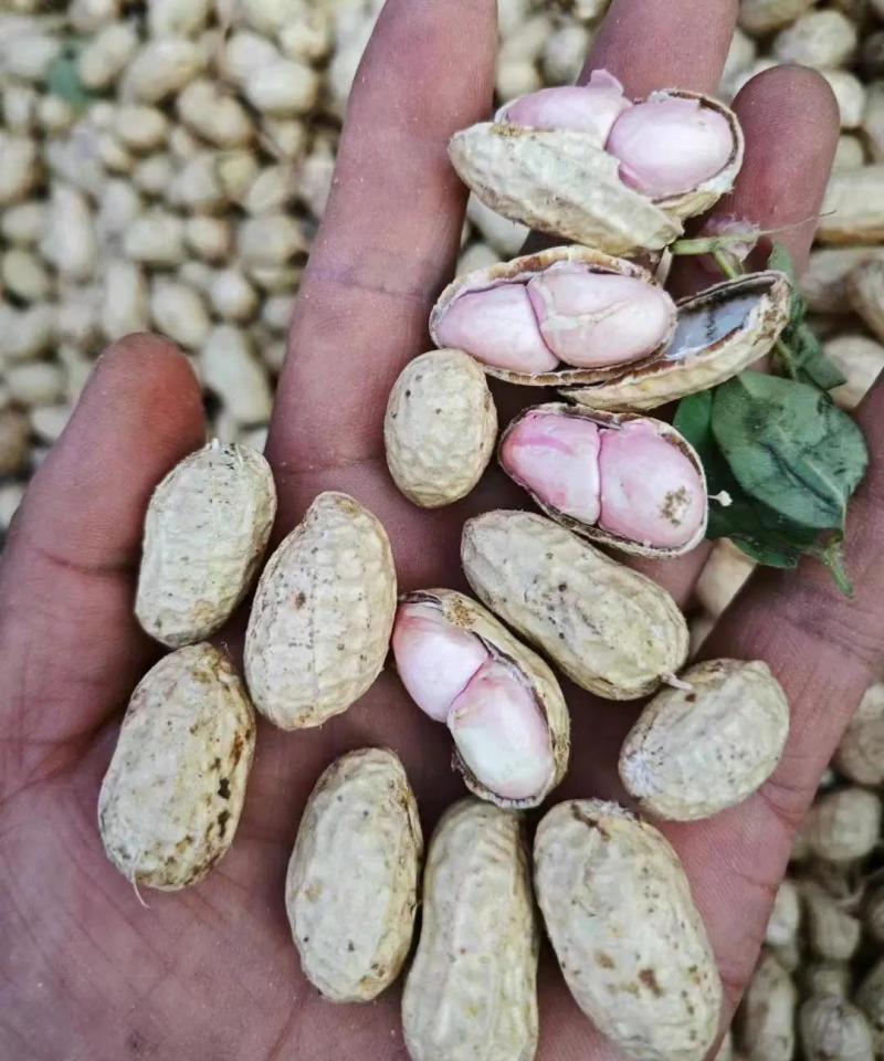 【热卖】鲜花生四粒红白沙等各种鲜花生