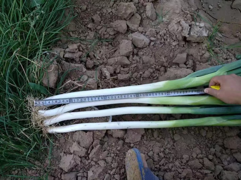 大葱章丘大葱，基地直发大量有货，欢迎来电