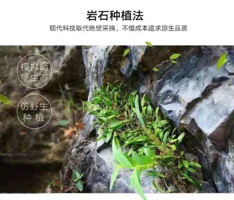 正宗铁皮石斛5年崖壁生长铁皮枫斗颗粒干石斛胶质多可代磨