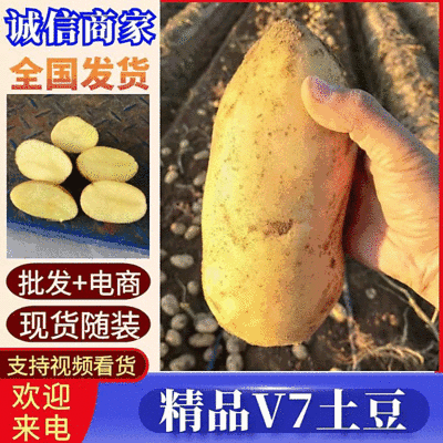 V7土豆精品土豆黄皮黄心现货供应规格齐全全国代发