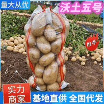 沃土五号沃土五现货供应沃土土豆基地代发全国