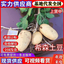 精品希森6号土豆黄皮黄心产地直发质量保证全国发货