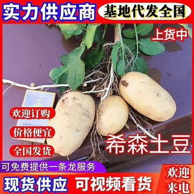 精品希森6号土豆黄皮黄心产地直发质量保证全国发货