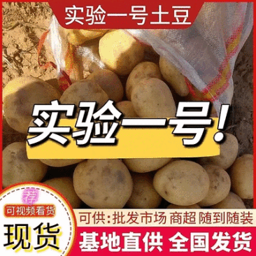实验一号黄皮黄心规格齐全代发全国价格便宜量大从优