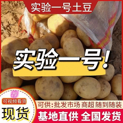 实验一号黄皮黄心规格齐全代发全国价格便宜量大从优