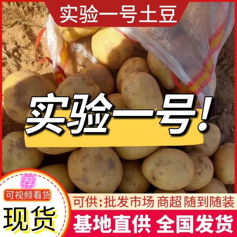 实验一号黄皮黄心规格齐全代发全国价格便宜量大从优