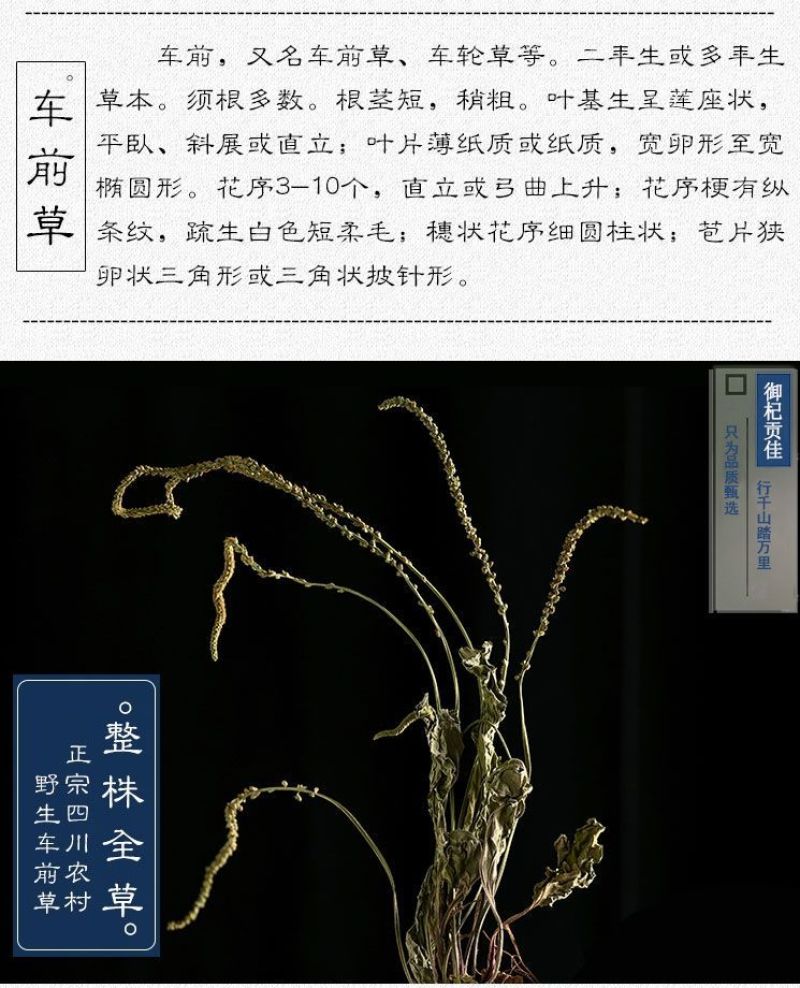 车前草中药批发车前草车前草干货干净去沫零售批发