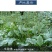 车前草中药批发车前草车前草干货干净去沫零售批发