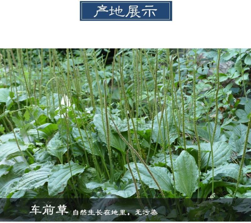 车前草中药批发车前草车前草干货干净去沫零售批发