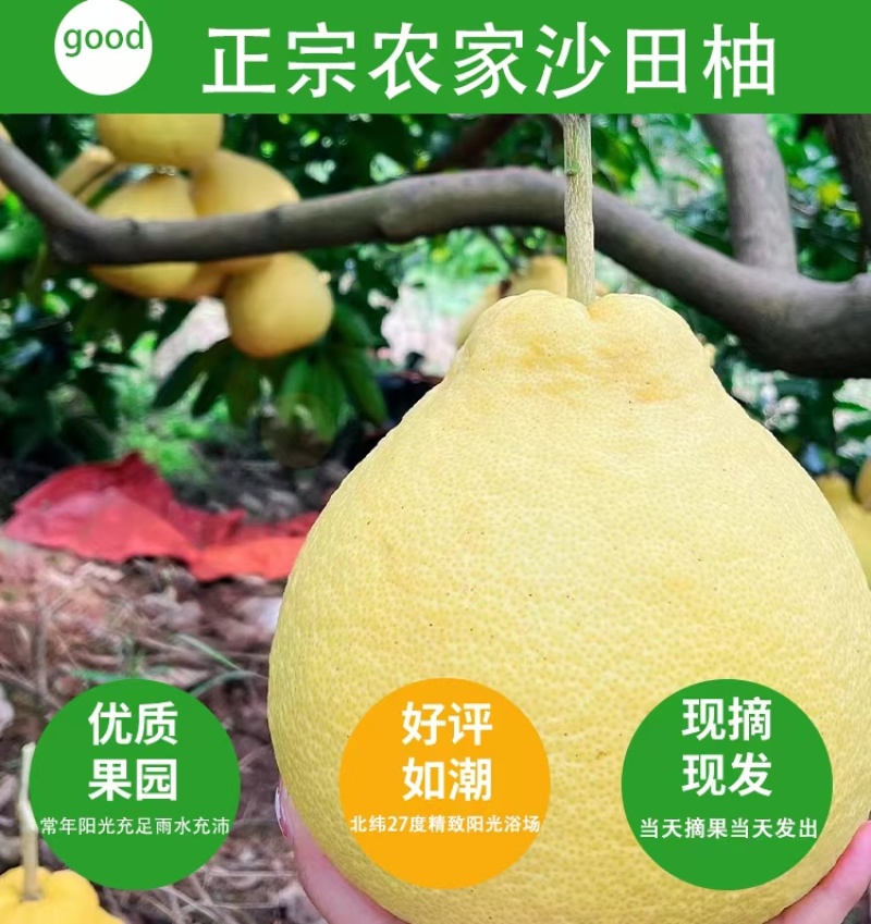 四川沙田柚，四川柚子，美味可口，诚信经营，欢迎选购