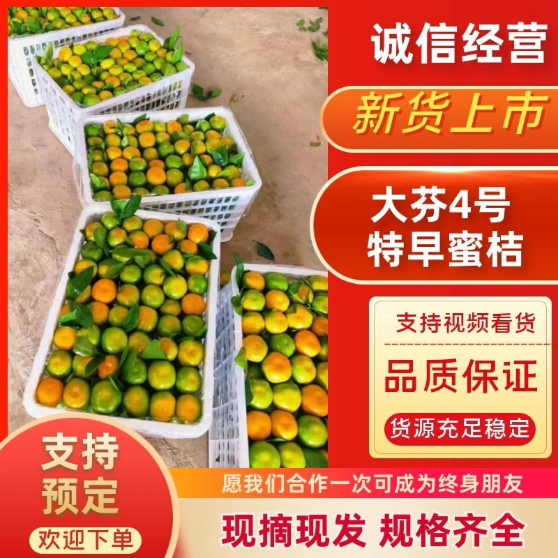 【湖北大芬四号蜜橘】皮薄多汁，果肉细嫩化渣，果型扁平