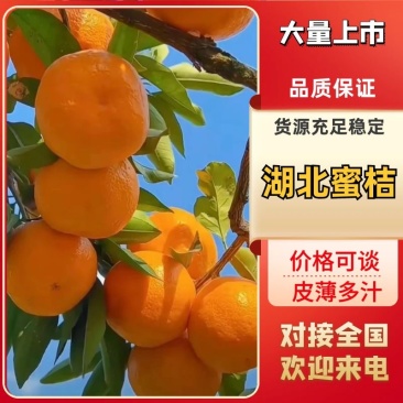 【精品蜜橘】小叶橘细皮扁型果，纯甜化渣，质量三包诚信经营