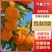 【精品蜜橘】小叶橘细皮扁型果，纯甜化渣，质量三包诚信经营