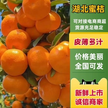 【湖北高山精品蜜橘】纯甜化渣薄皮汁水足，质量三包商超品质