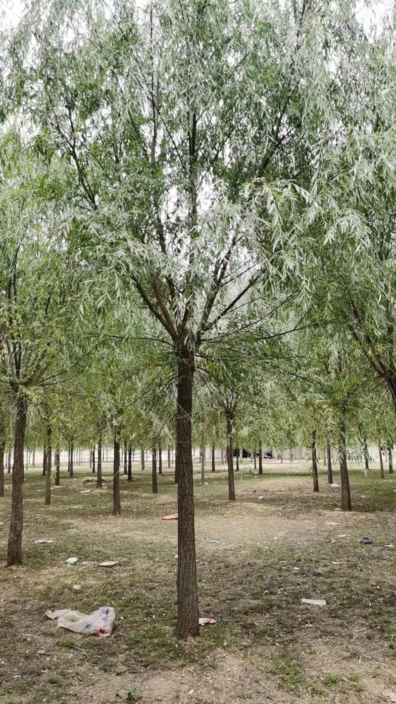 垂柳