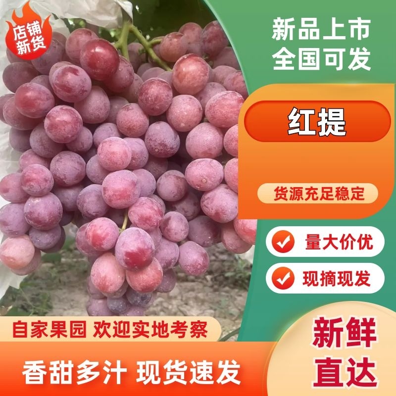 【红提】红提葡萄大量供应保质保量对接全国客商