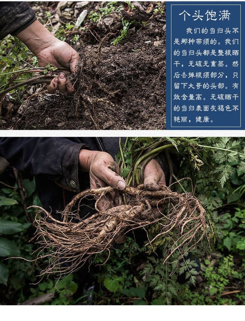 当归全当归当归中药材无硫磺正宗甘肃当归当归头佛手当归