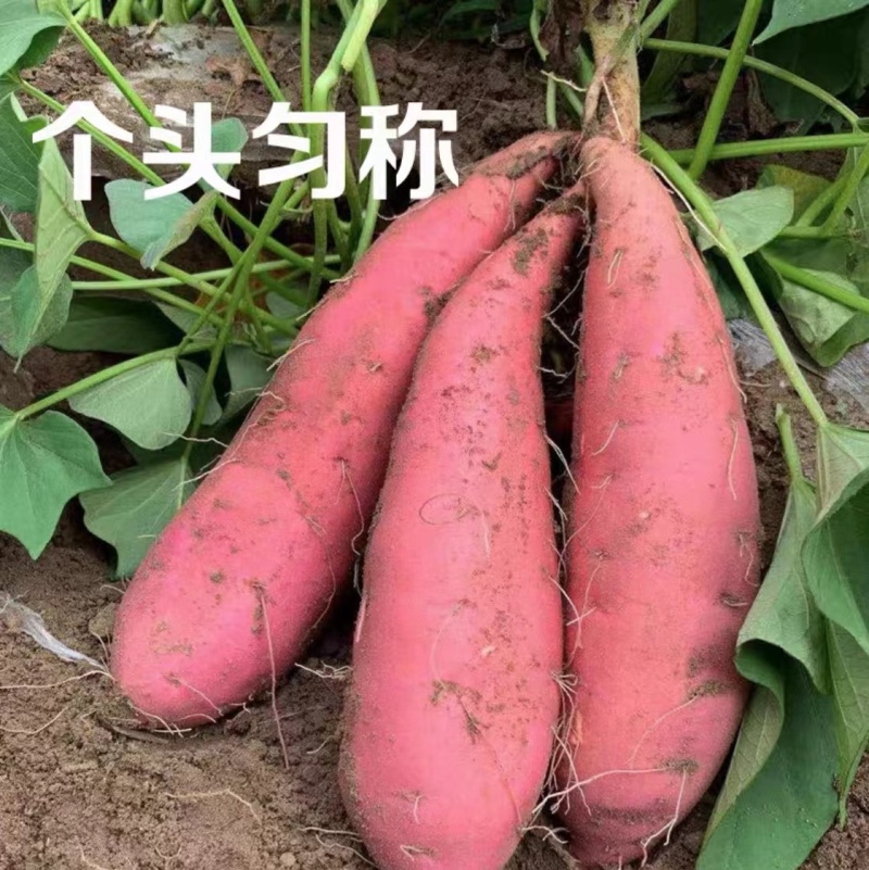 天津蓟县西瓜红红薯产地直发香甜软懦支持视频看货