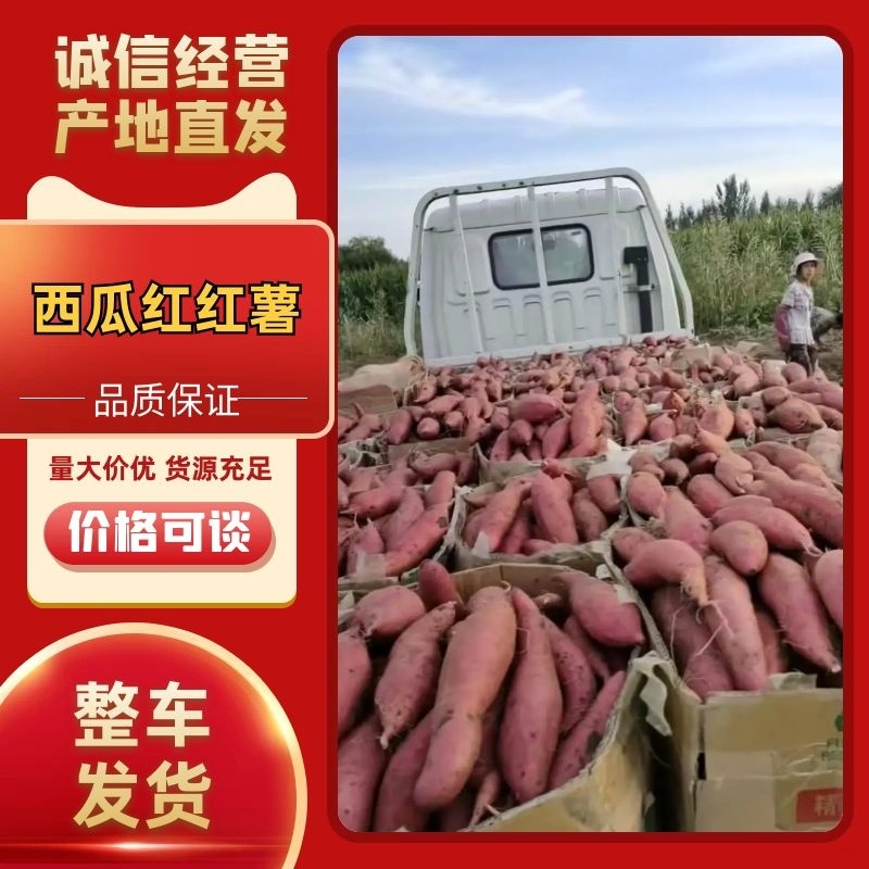 天津蓟县西瓜红红薯产地直发香甜软懦支持视频看货