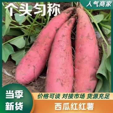 天津蓟县西瓜红红薯产地直发香甜软懦支持视频看货