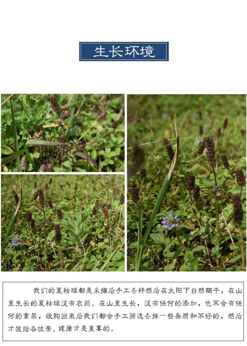 夏枯草地道中药材夏枯草球干净无杂当季节新货包