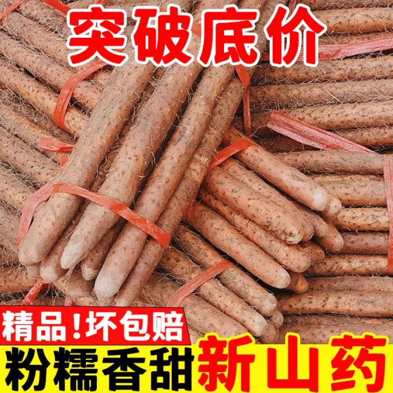 铁棍山药一件代发诚招直播合作当日发货不压单