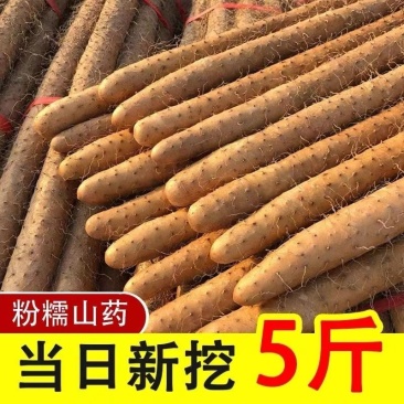 铁棍山药一件代发诚招直播合作当日发货不压单