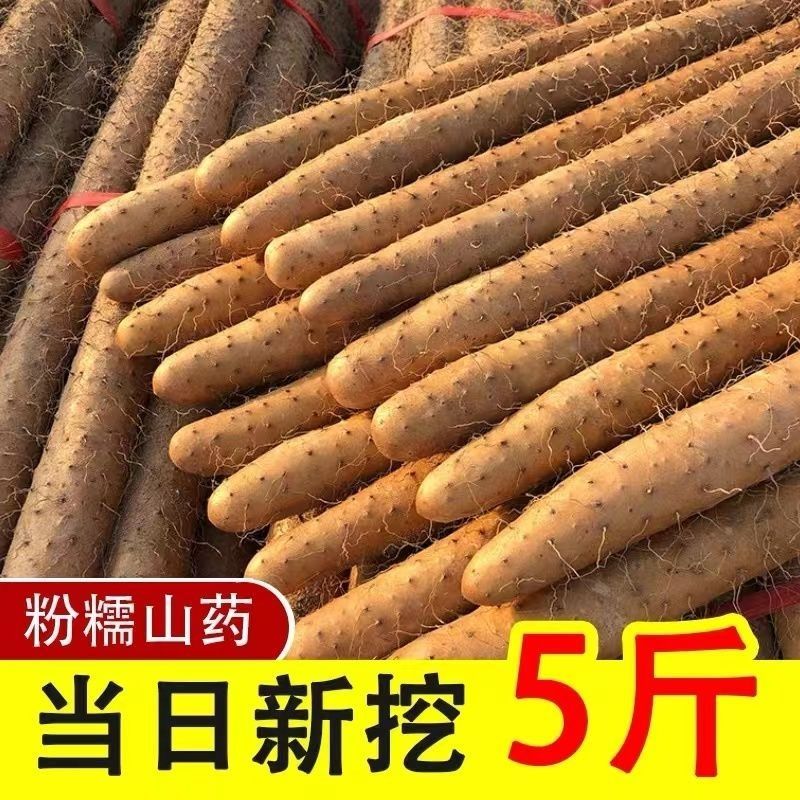 铁棍山药一件代发诚招直播合作当日发货不压单